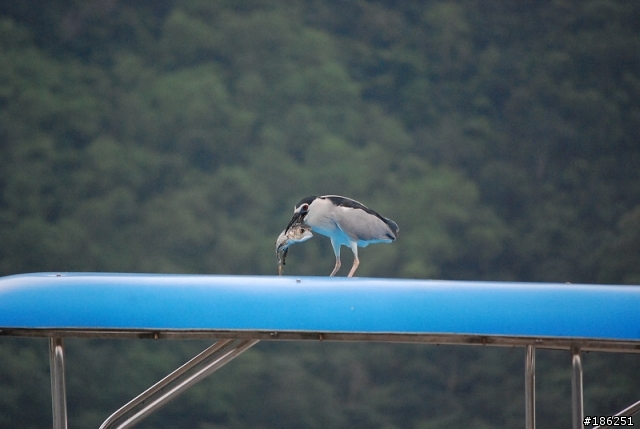 老機 D40X + 55-200mm 拍鳥