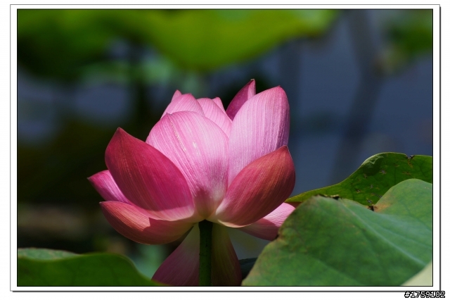TAMRON SP 70-300mm A005開箱+試鏡實拍