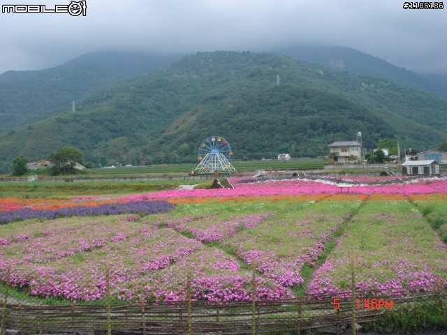 高雄-尾寮山 雲林-古坑 台東-池上 桐花遊