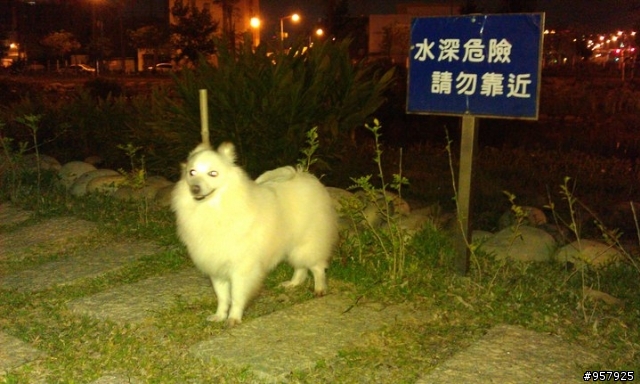 誰家的白狐狸走丟了，在逢甲文修公園水池旁