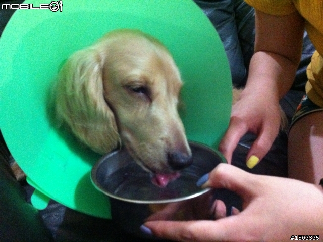 [已認養] 超可愛奶油色長毛臘腸找主人！！