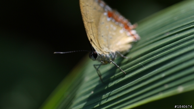 GF2+AIS 55mm Micro  試拍
