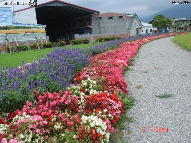 高雄-尾寮山 雲林-古坑 台東-池上 桐花遊