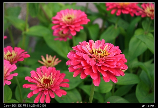 雙機流~我的Canon DSLR新手之路