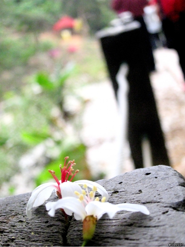 彰化．福田．一個人的桐花祭