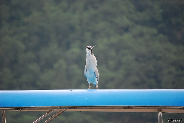 老機 D40X + 55-200mm 拍鳥