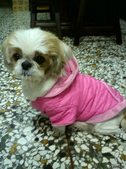 拜託新竹市的朋友幫忙尋找10多年愛犬>"