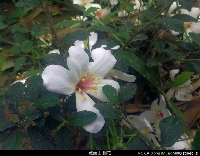 桃園虎頭山的桐花開囉 ~ !