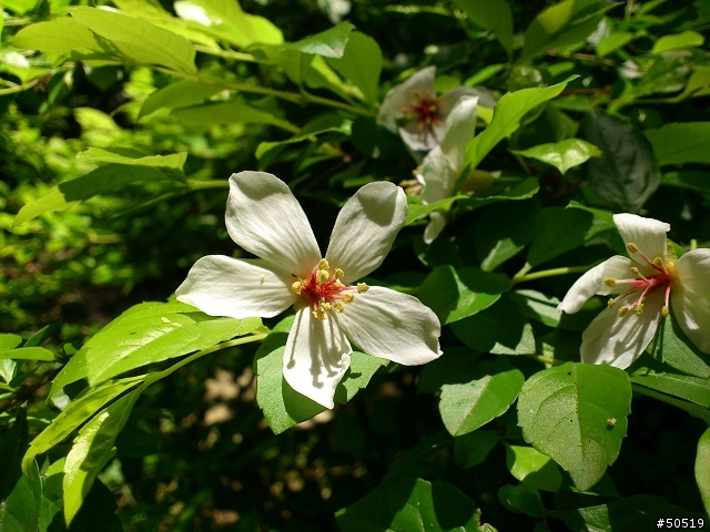 離我最近的桐花