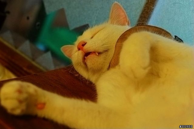 愛睏的貓咪