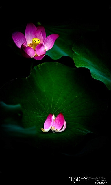 [更新]2012荷花季又到了--歡迎貼圖~~