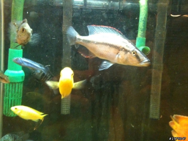 分享我的魚缸!!......喜愛水族........簽到!!
