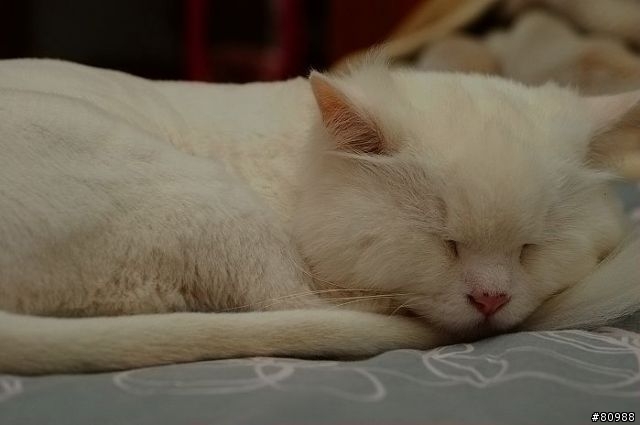愛睏的貓咪