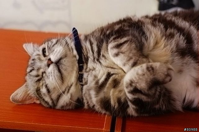 愛睏的貓咪