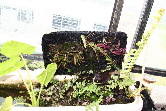 陽台上的蓮花盆