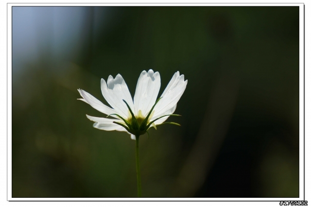 TAMRON SP 70-300mm A005開箱+試鏡實拍