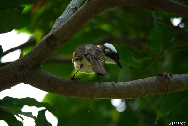(開箱)Panasonic Lumix G 100-300mm F4.0-5.6