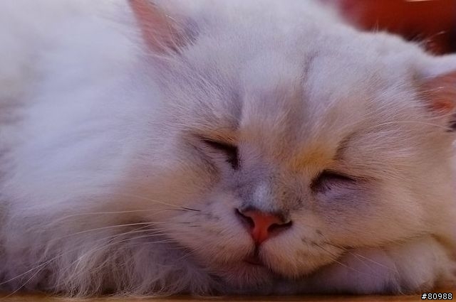 愛睏的貓咪