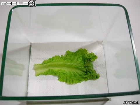 房東姐姐送給我們菜（最後的，交待小毛後事....，5/16更新）