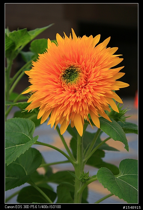 雙機流~我的Canon DSLR新手之路