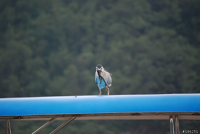 老機 D40X + 55-200mm 拍鳥