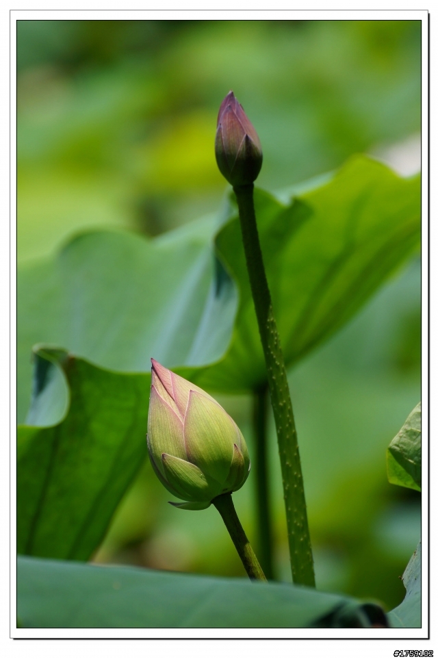 TAMRON SP 70-300mm A005開箱+試鏡實拍
