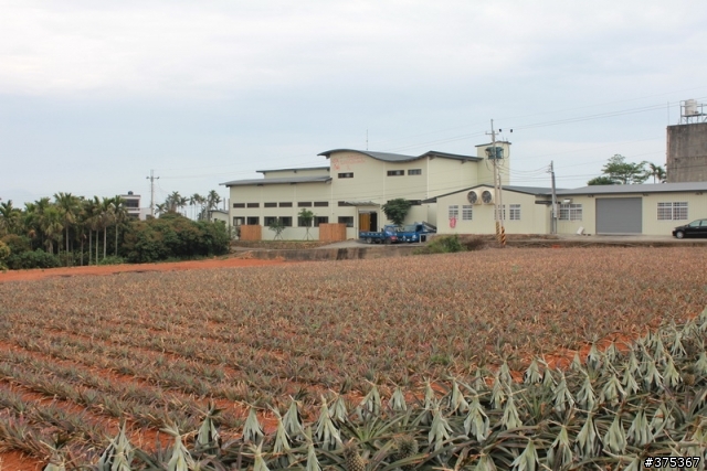 微熱山丘vs鳳梨田(還有鳳梨妹)