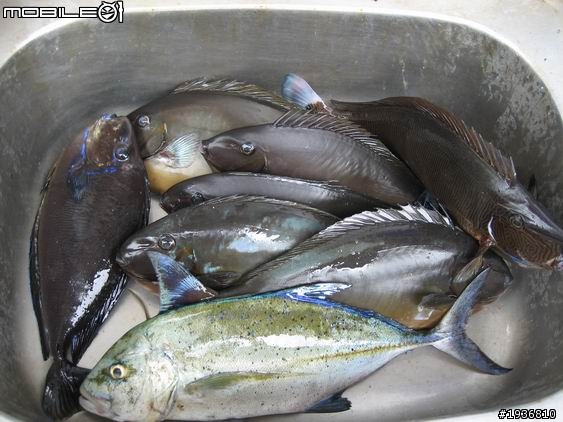 2011-5-24綠島岸釣做(粗)活