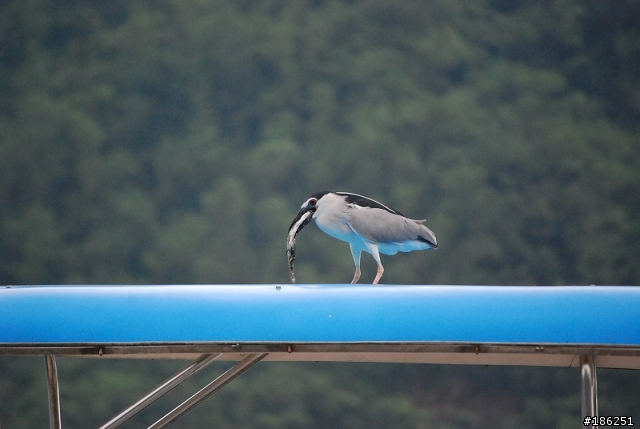 老機 D40X + 55-200mm 拍鳥
