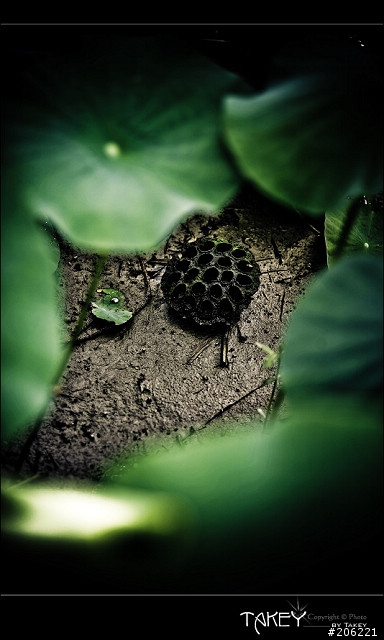 [更新]2012荷花季又到了--歡迎貼圖~~