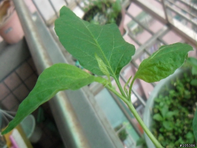 請教這是什麼植物
