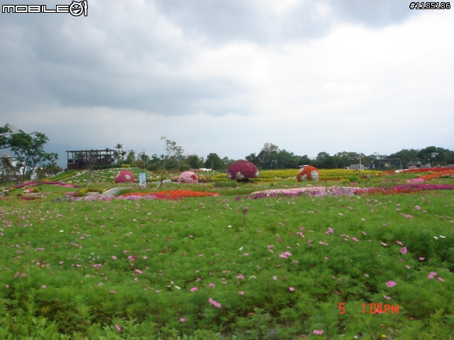 高雄-尾寮山 雲林-古坑 台東-池上 桐花遊