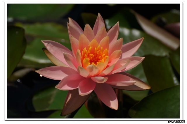 TAMRON SP 70-300mm A005開箱+試鏡實拍