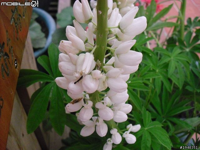 杉林溪之...都是花....