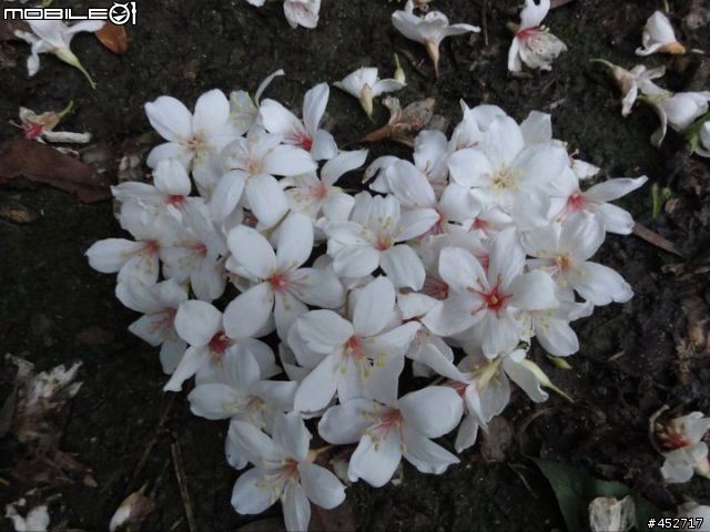 五月雪油桐花-(芎林100.5.8)