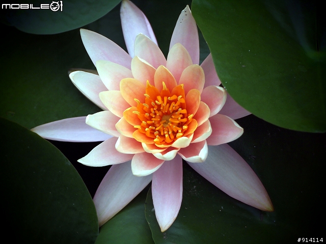O 家的朋友,一起來蓋2011年蓮花大樓囉!