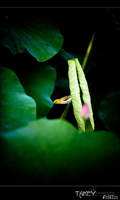 [更新]2012荷花季又到了--歡迎貼圖~~