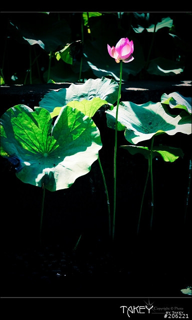 [更新]2012荷花季又到了--歡迎貼圖~~
