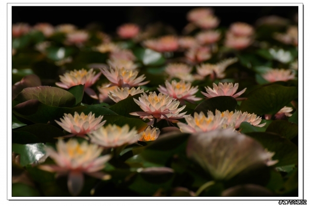 TAMRON SP 70-300mm A005開箱+試鏡實拍