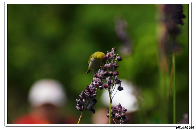 TAMRON SP 70-300mm A005開箱+試鏡實拍