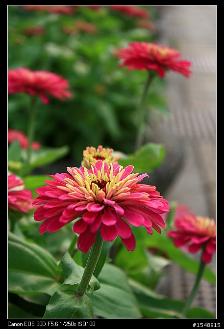 雙機流~我的Canon DSLR新手之路