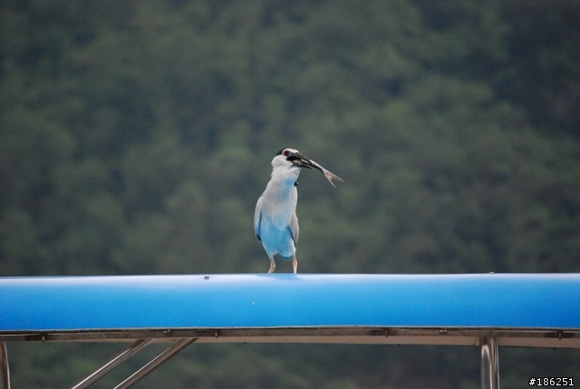 老機 D40X + 55-200mm 拍鳥