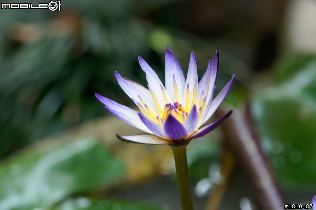 nex-5 拍的睡蓮