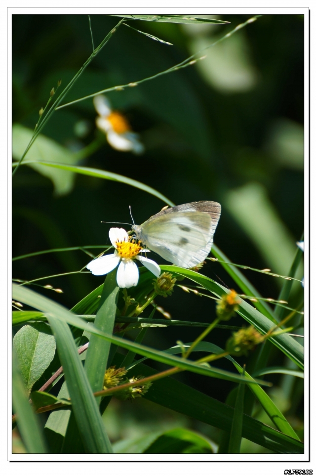 TAMRON SP 70-300mm A005開箱+試鏡實拍