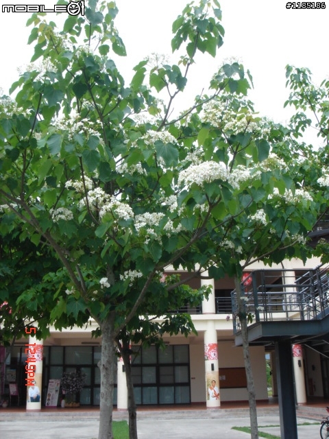 高雄-尾寮山 雲林-古坑 台東-池上 桐花遊