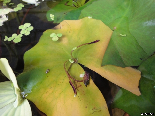 蓮花葉中葉