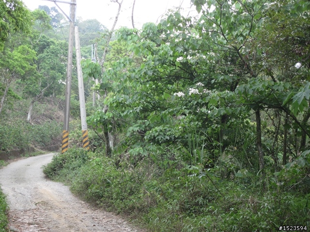 戀戀北大武 Part 2 ~ 桐花尋跡