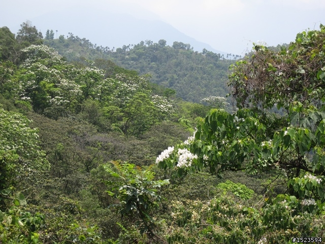 戀戀北大武 Part 2 ~ 桐花尋跡