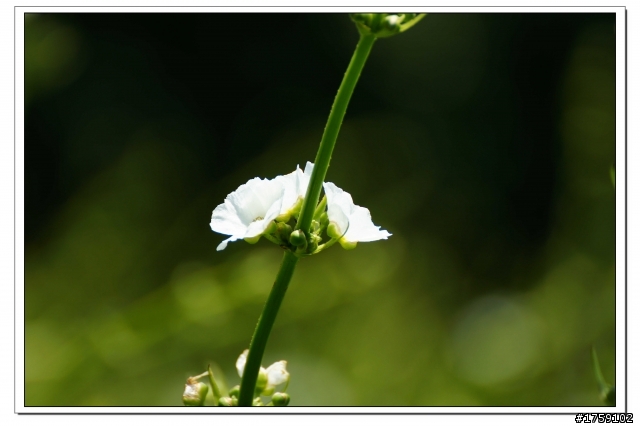 TAMRON SP 70-300mm A005開箱+試鏡實拍