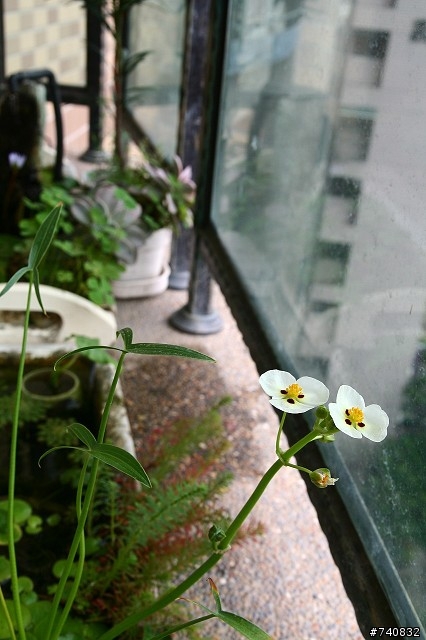 陽台上的蓮花盆